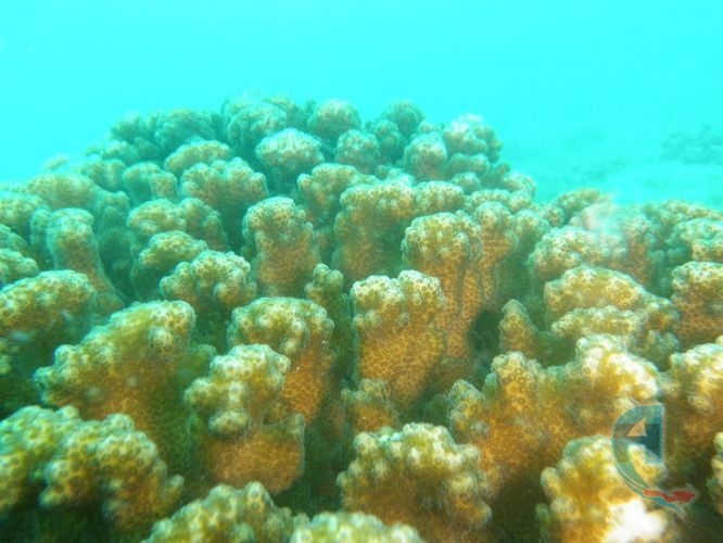 coral cuernos delalce veracruz